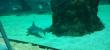 Wycieczka do �ódzkiego ZOO fotografia nr 10